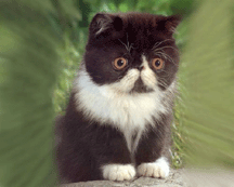 Surprised Kitten