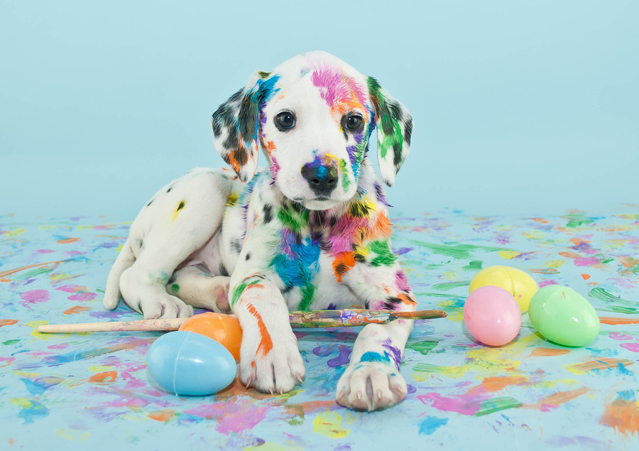 Easter Dalmation
